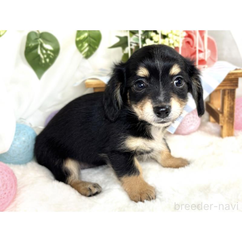 成約済の滋賀県のチワックス:チワワ×ミニチュアダックスフンド-408988の3枚目